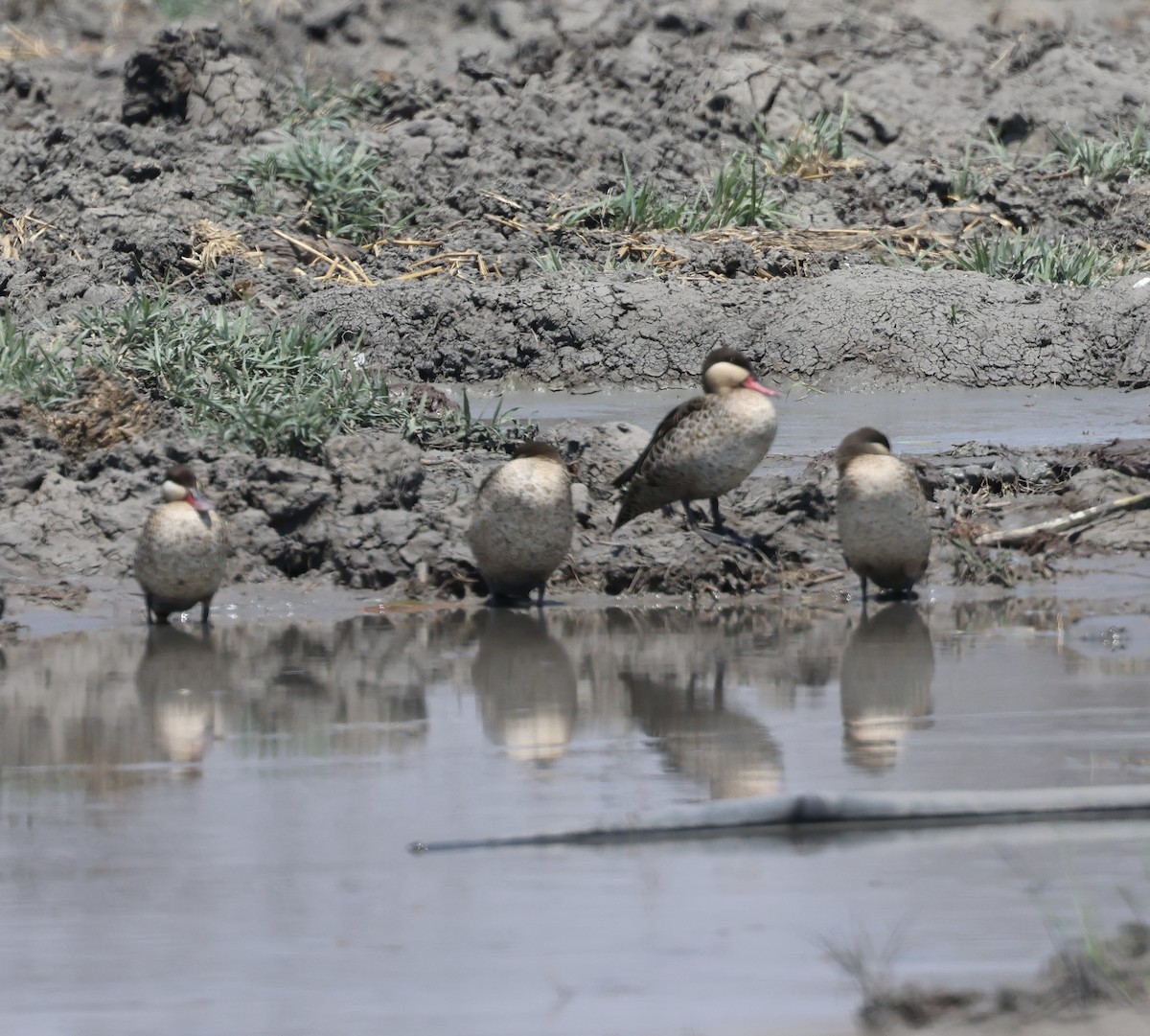 Red-billed Duck - ML643226810