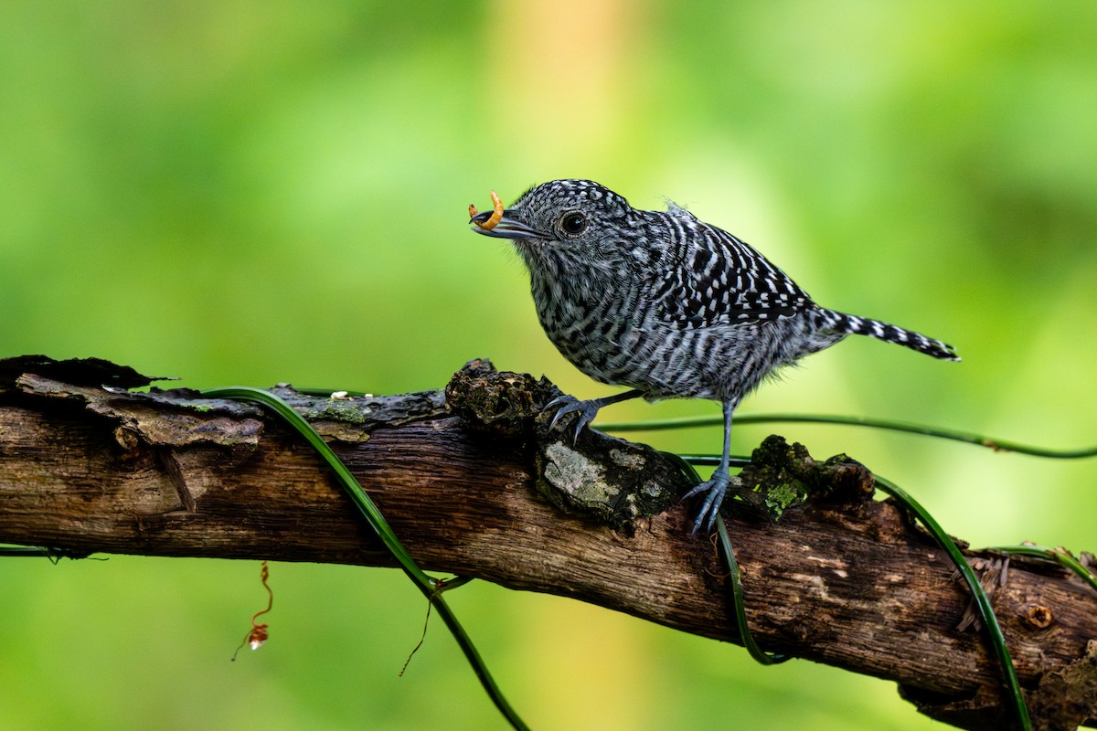 Bar-crested Antshrike - ML643226811