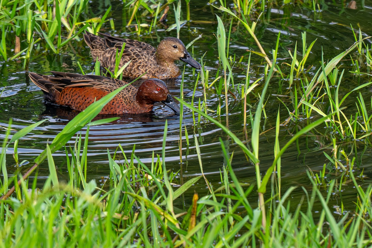アカシマアジ - ML643226819
