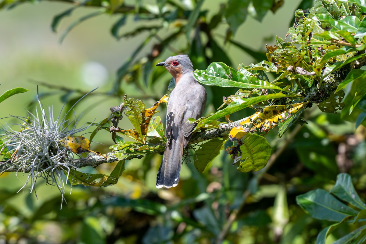 Dwarf Cuckoo - ML643226834