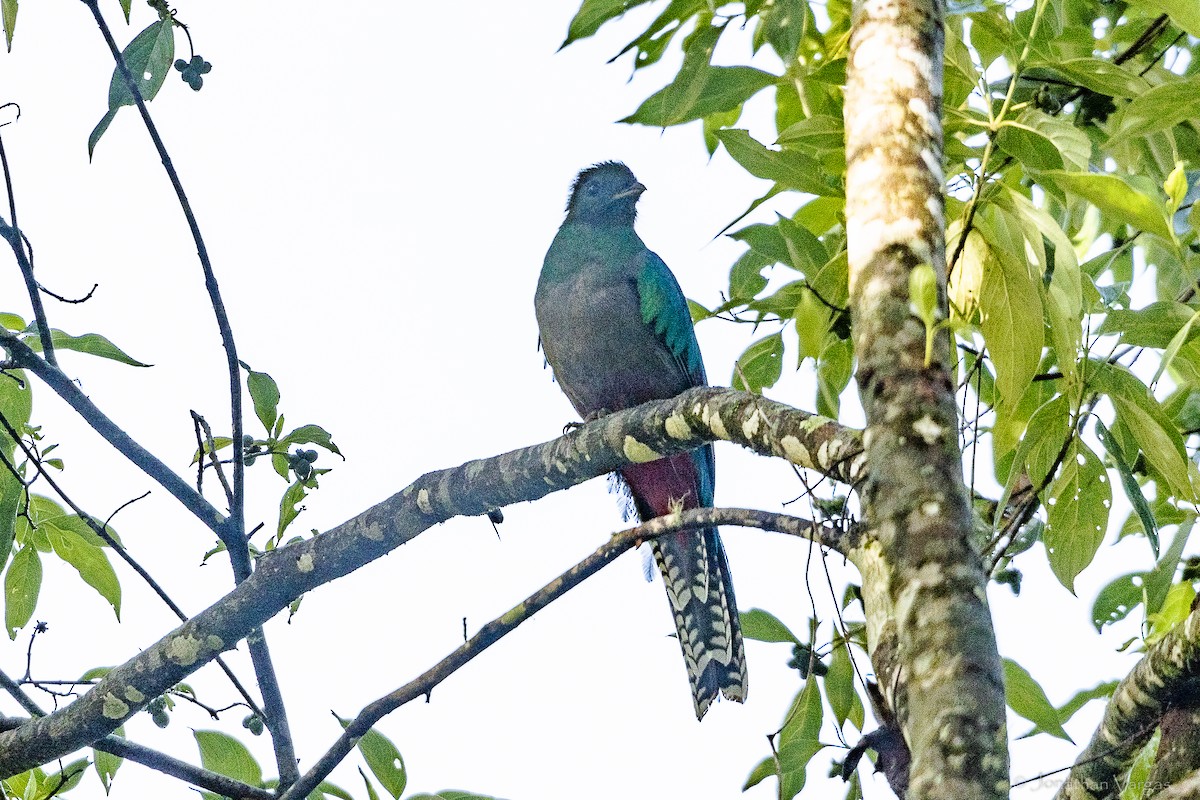 Resplendent Quetzal (Guatemalan) - ML643226836