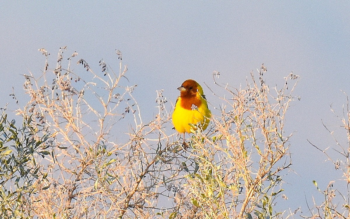 チャキンチョウ - ML643226839