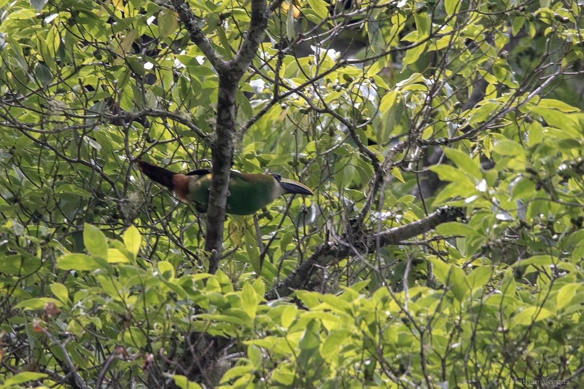 Northern Emerald-Toucanet (Emerald) - ML643226841