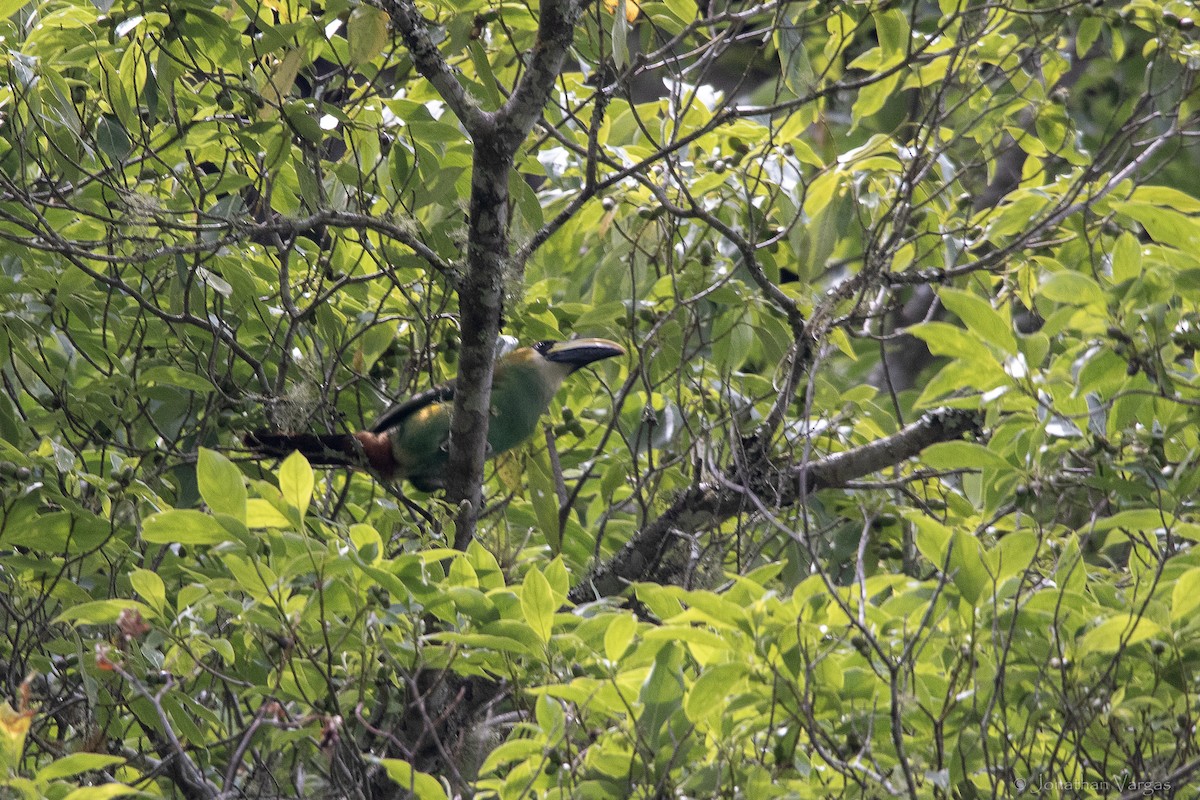 Northern Emerald-Toucanet (Emerald) - ML643226842