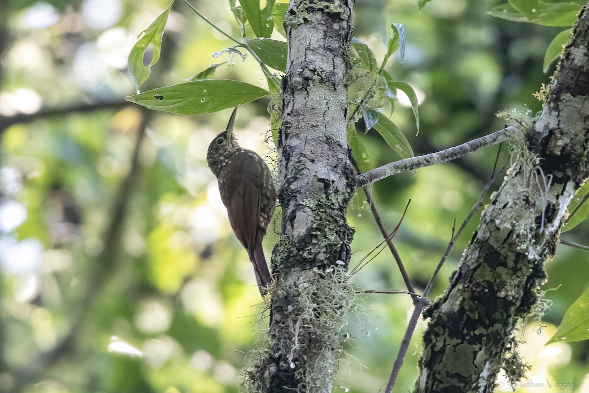 Spotted Woodcreeper - ML643226853