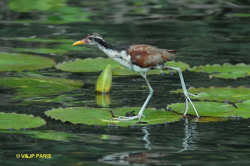 Wattled Jacana - ML643226862