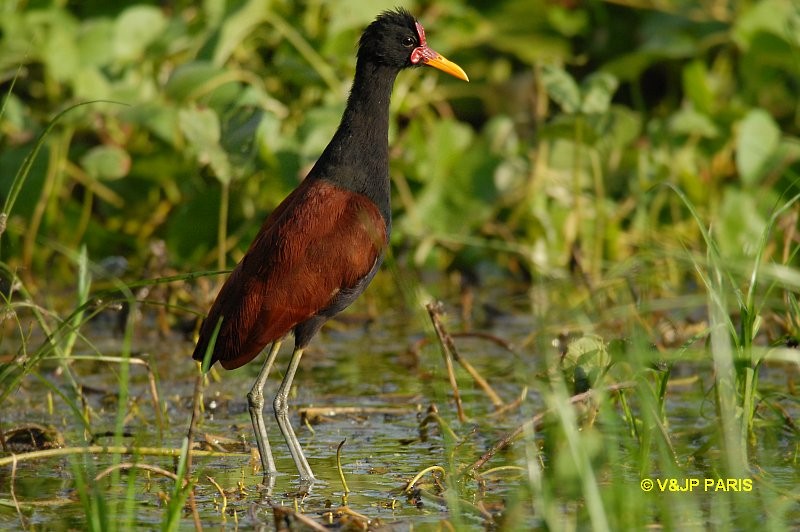 Wattled Jacana - ML643226863