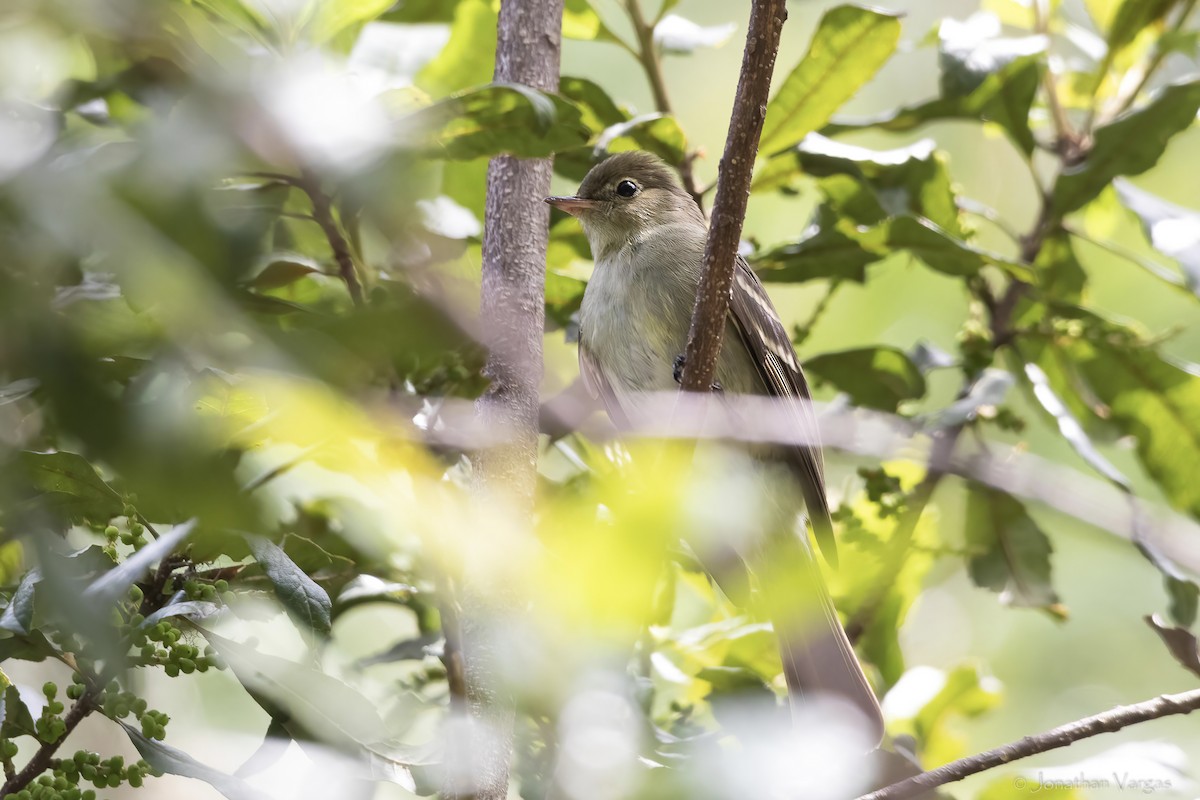 Mountain Elaenia - ML643226867
