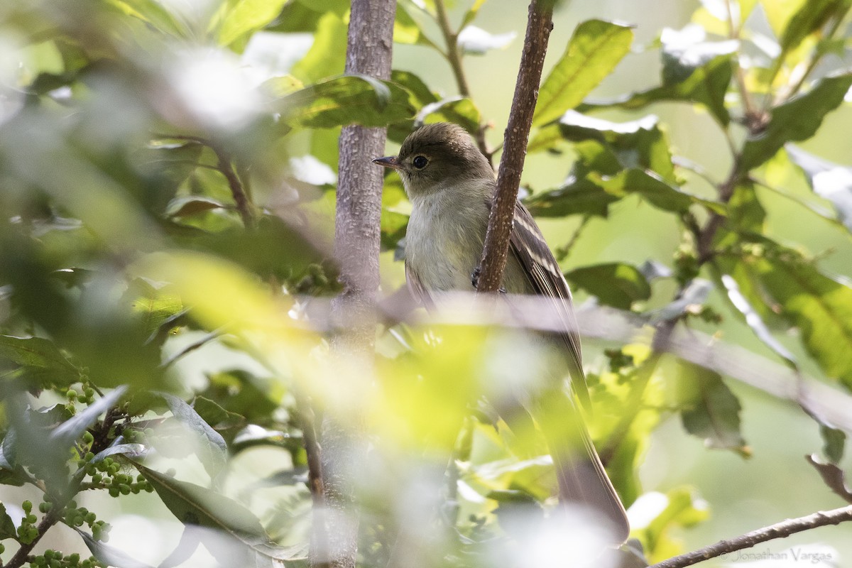 Mountain Elaenia - ML643226869