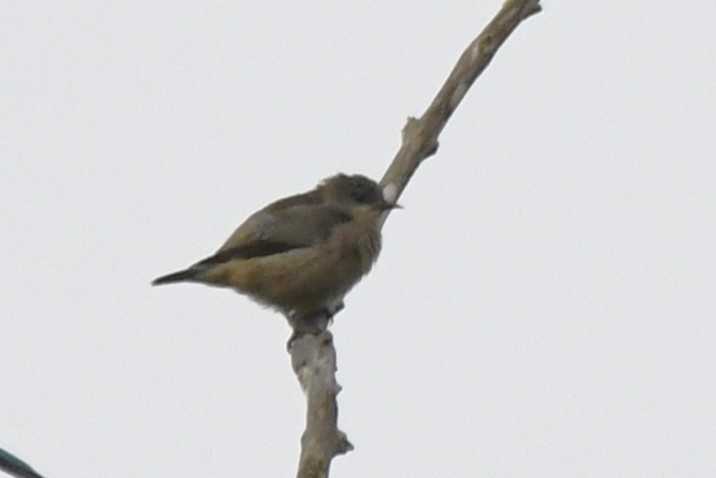 Chestnut-vented Conebill - ML643226871