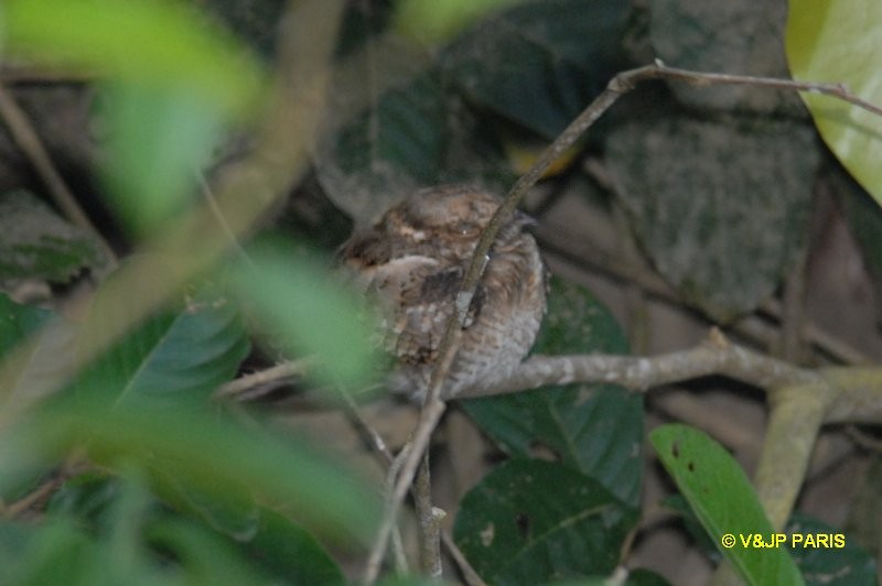 Ladder-tailed Nightjar - ML643226884
