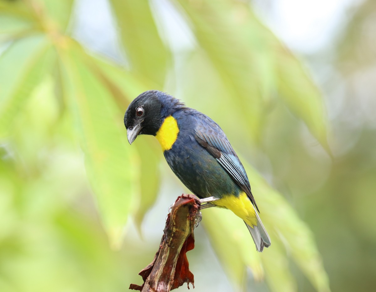 Golden-chested Tanager - ML643226895
