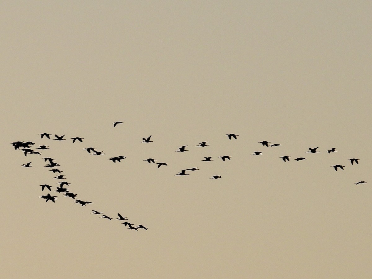 White-faced Ibis - ML643226897