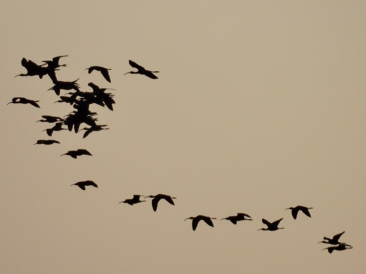 White-faced Ibis - ML643226898