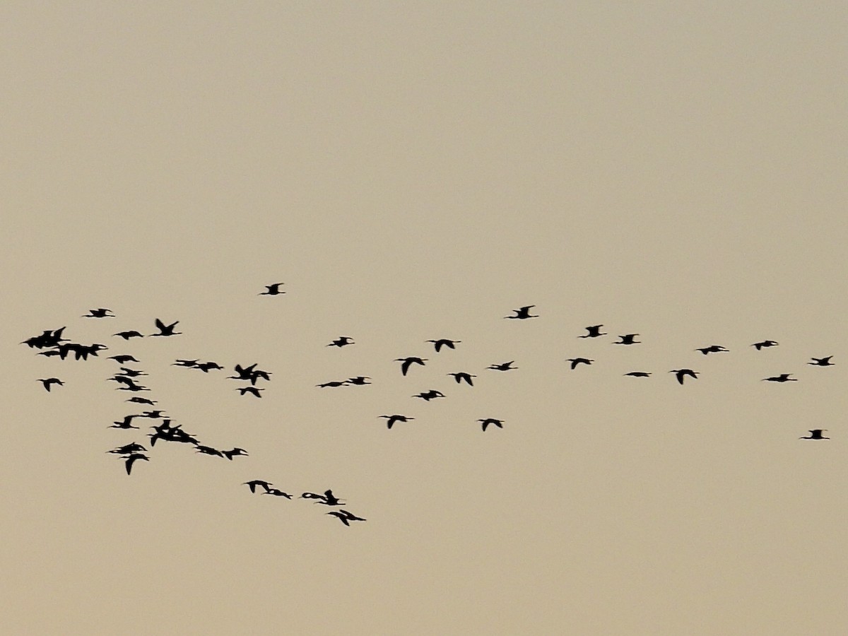 White-faced Ibis - ML643226899