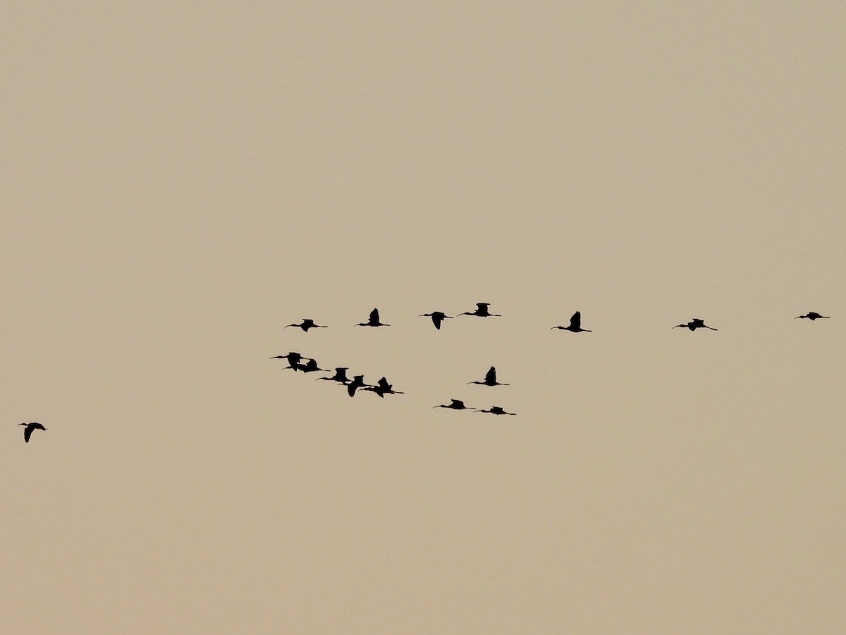 White-faced Ibis - ML643226900