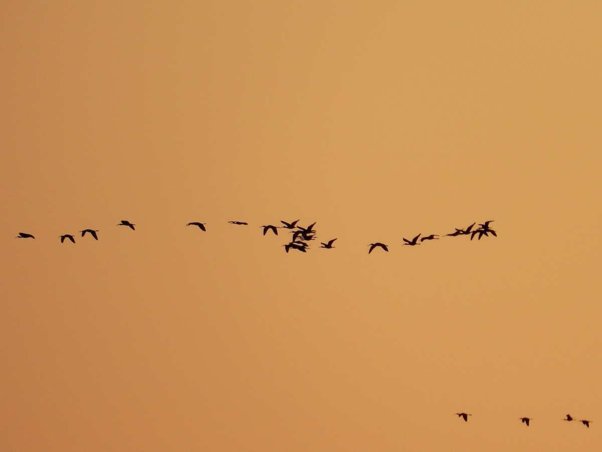 White-faced Ibis - ML643226901