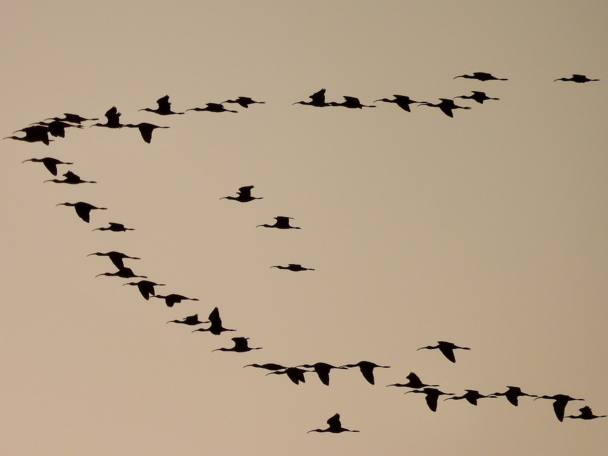 White-faced Ibis - ML643226902