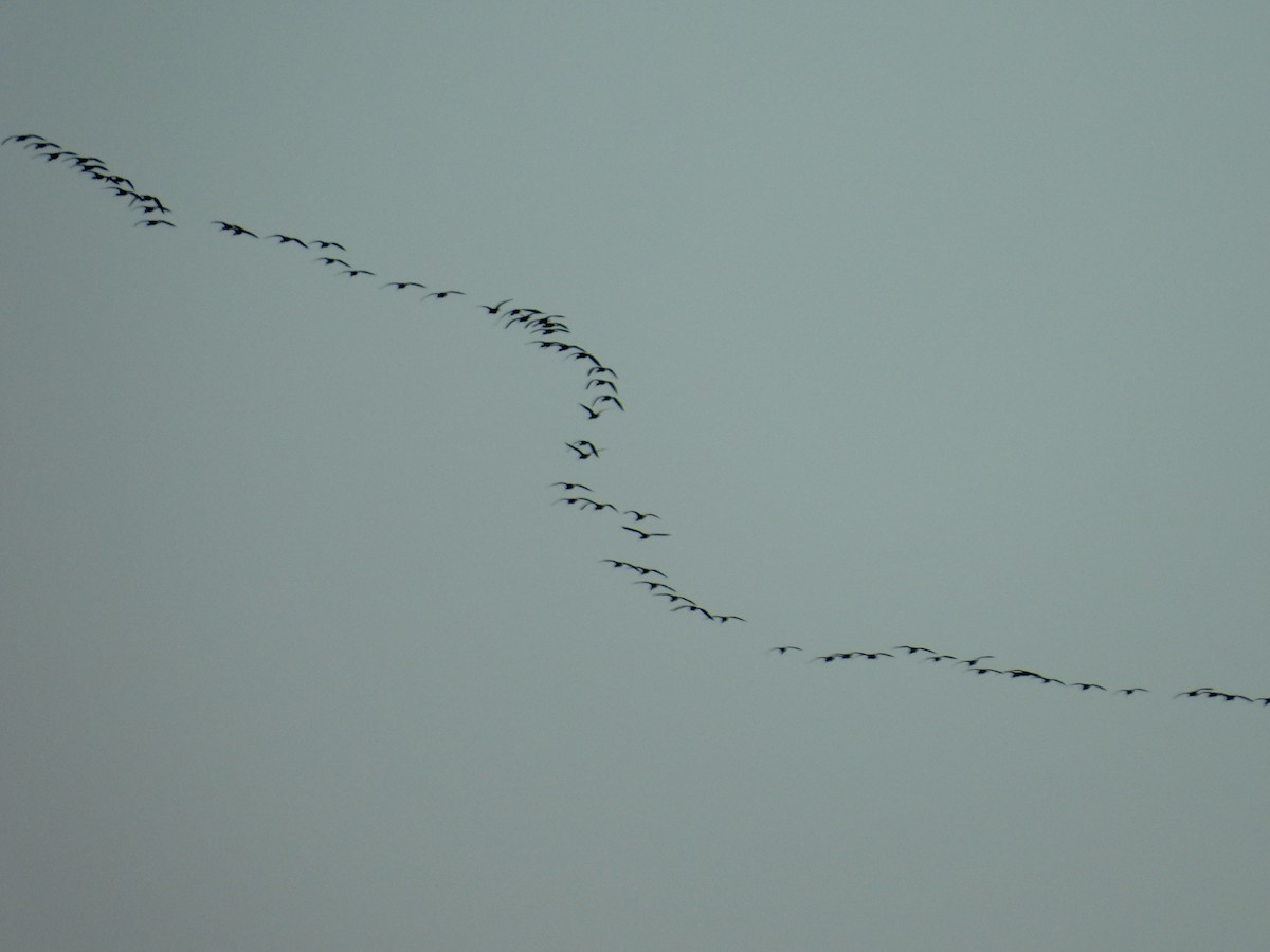 White-faced Ibis - ML643226903