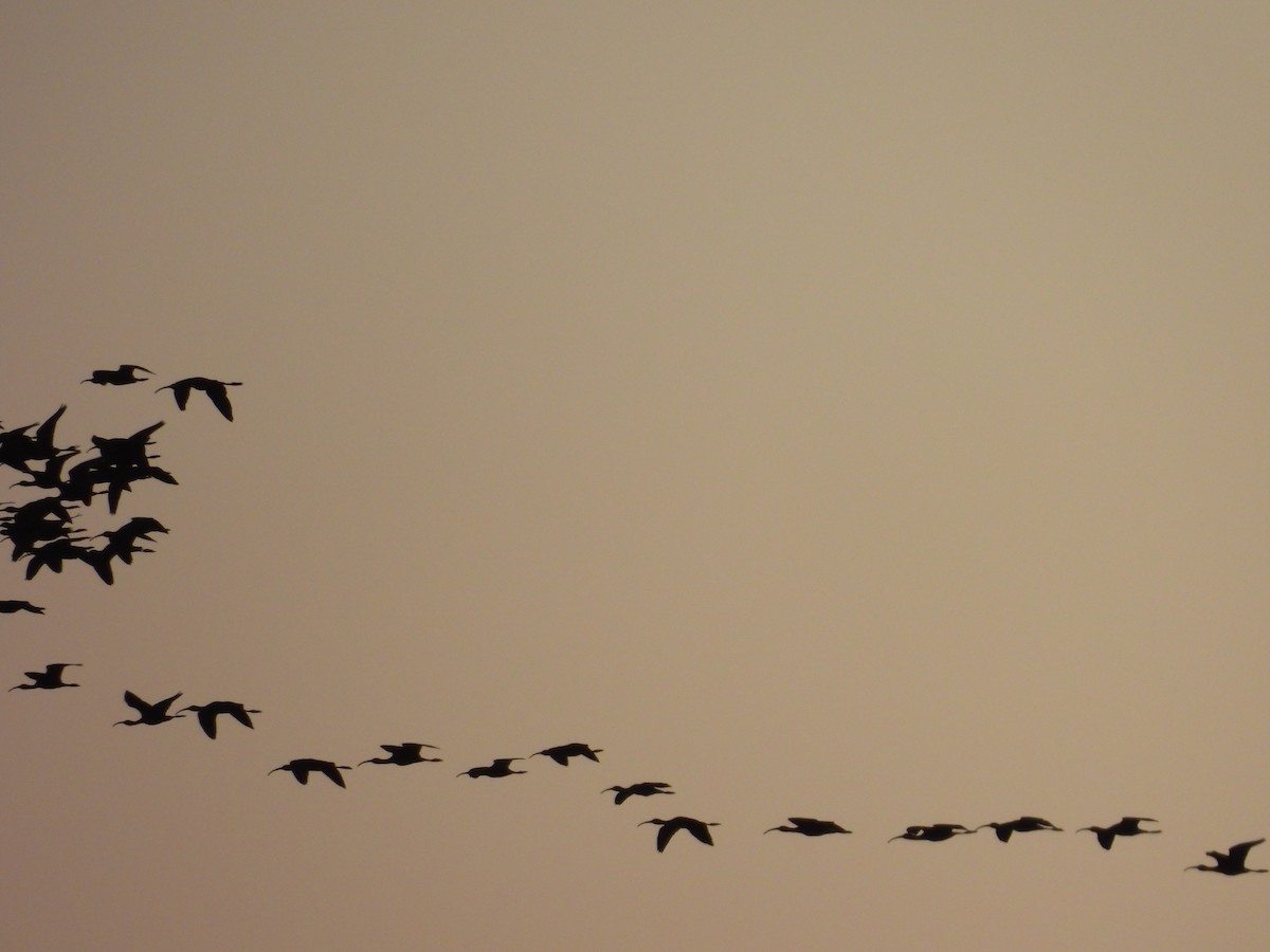 White-faced Ibis - ML643226904