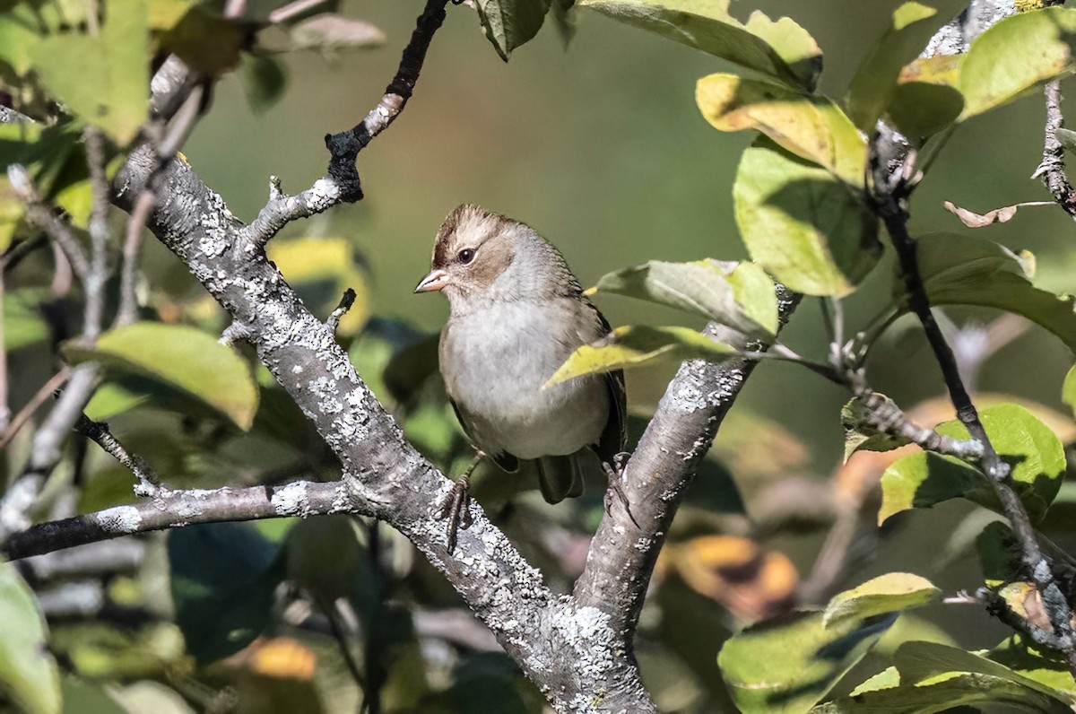 White-crowned Sparrow - ML643226907