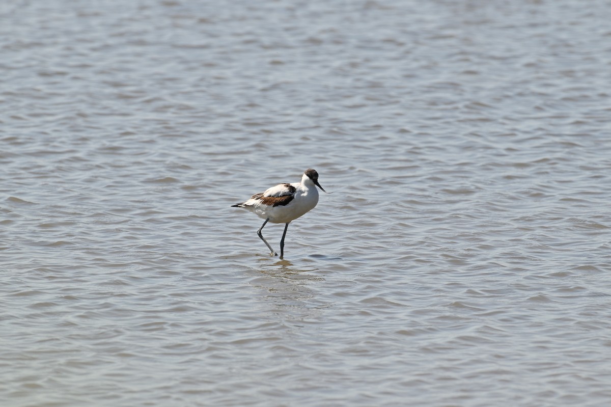 Avocetta - ML643226909