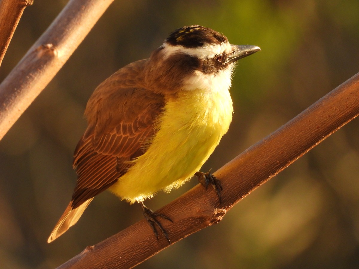 Great Kiskadee - ML643226915