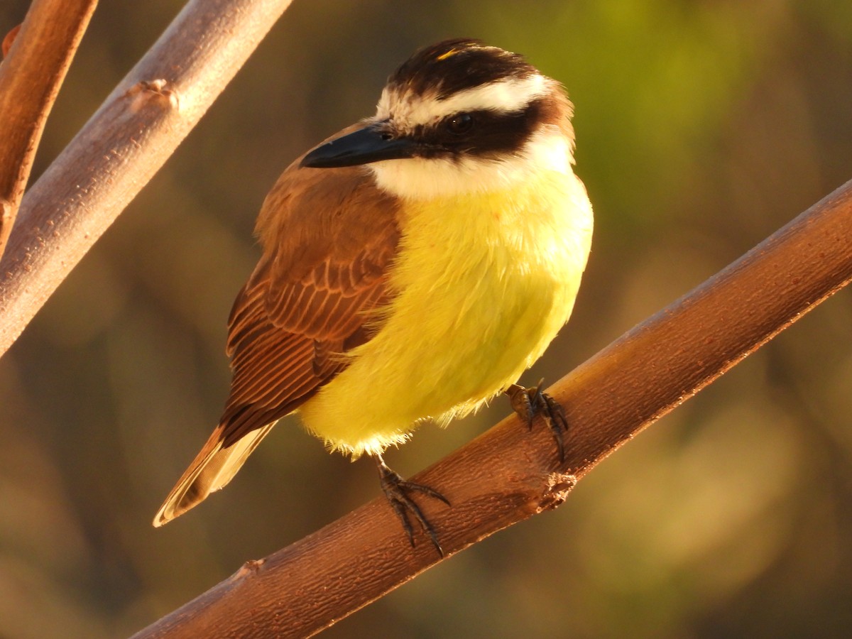 Great Kiskadee - ML643226916