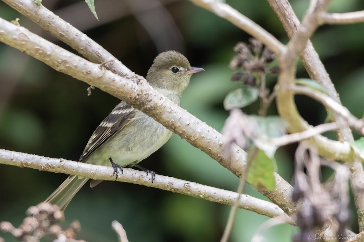 Mountain Elaenia - ML643226919
