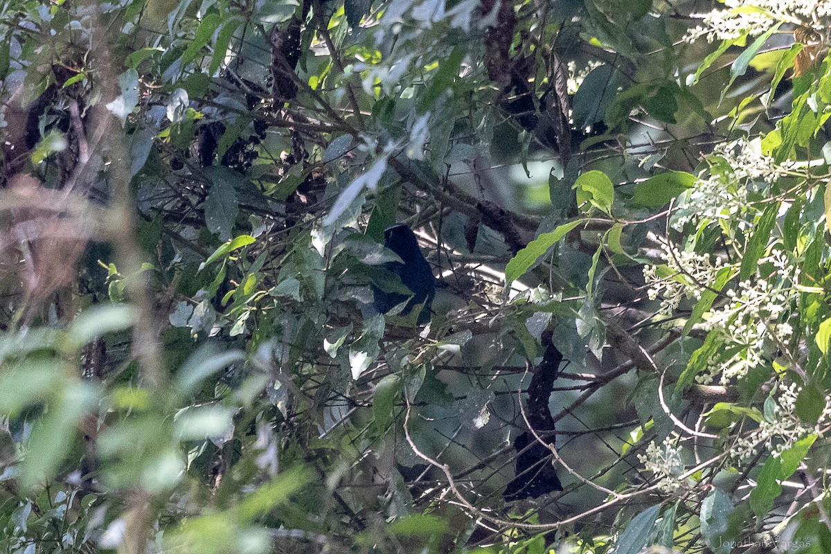 mayaskrike - ML643226942