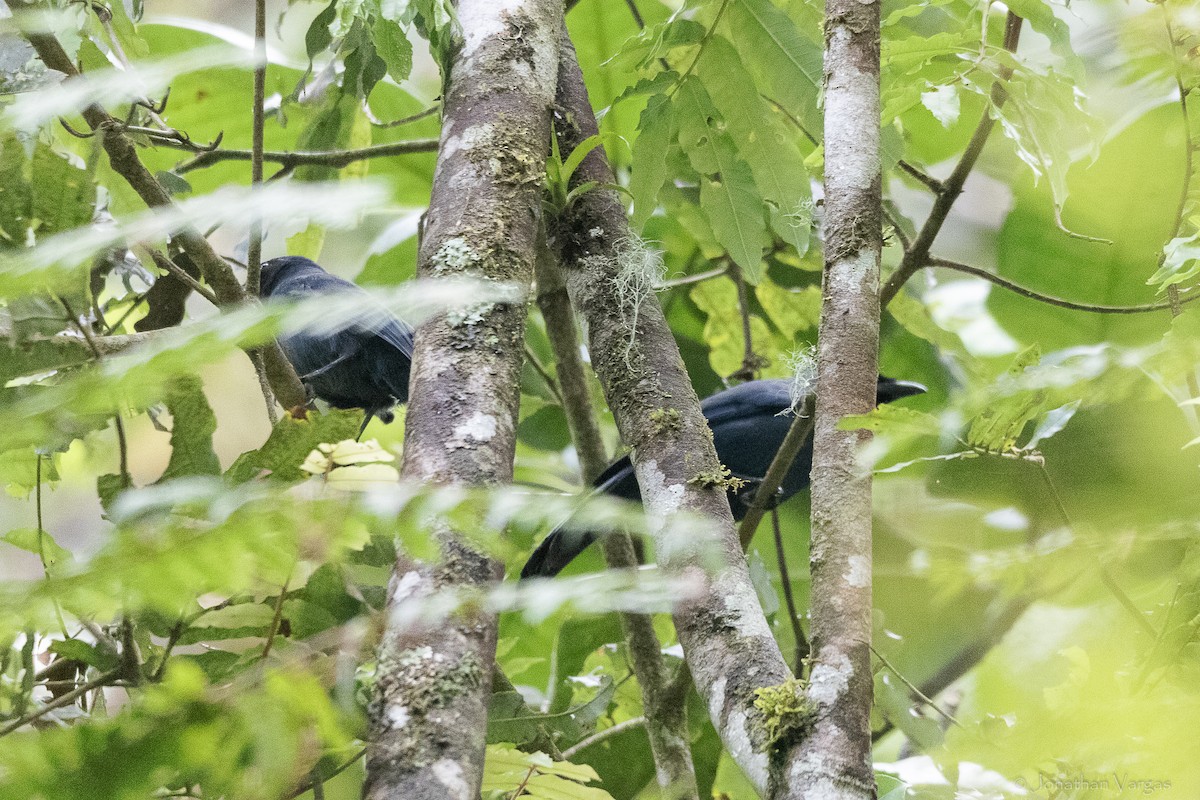 mayaskrike - ML643226943