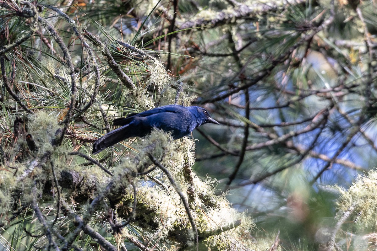 Сойка однобарвна - ML643226953