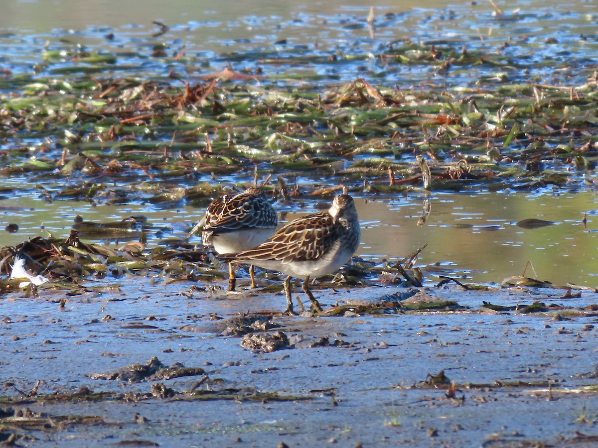 jespák skvrnitý - ML643226962