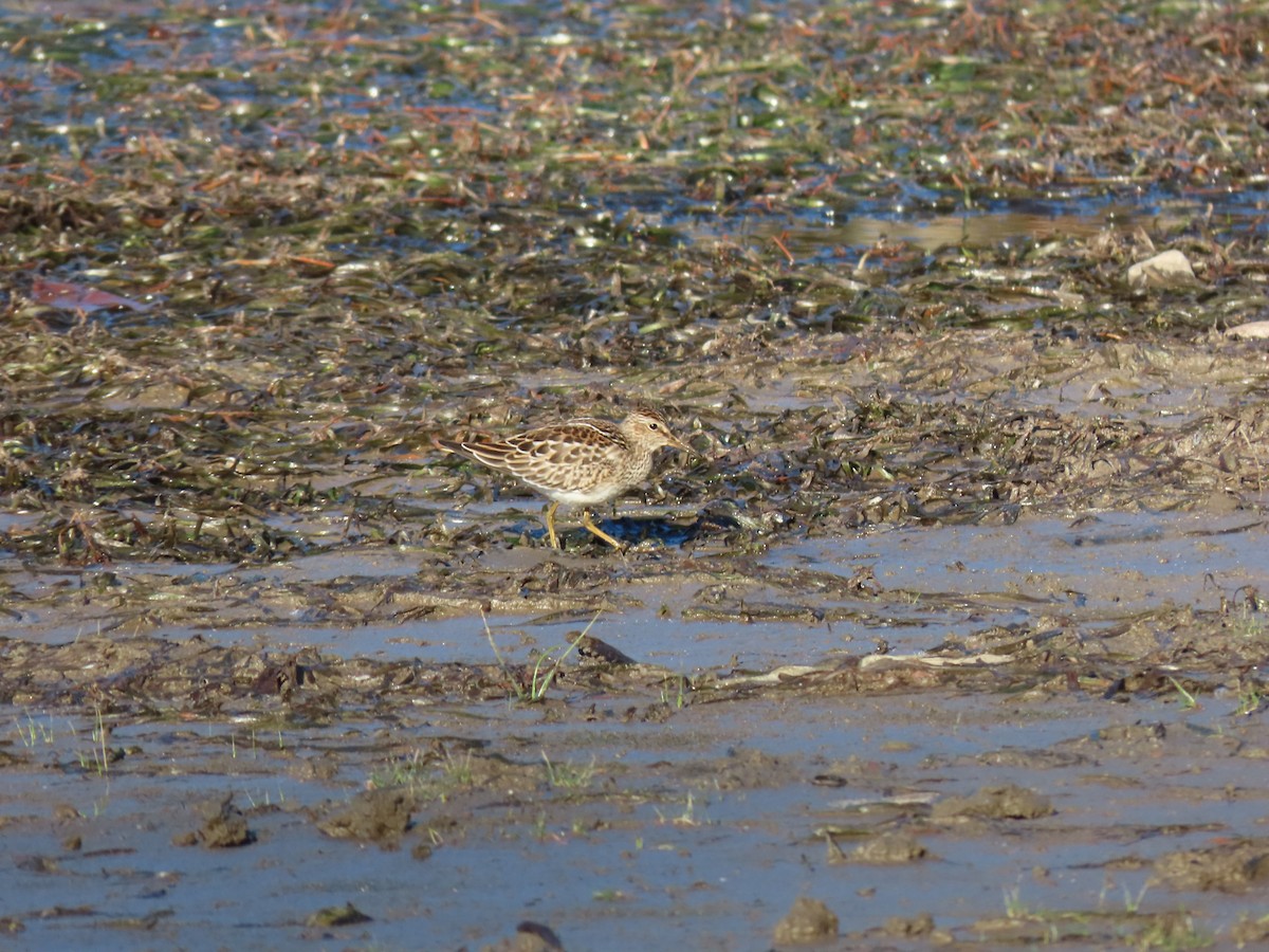 jespák skvrnitý - ML643226963