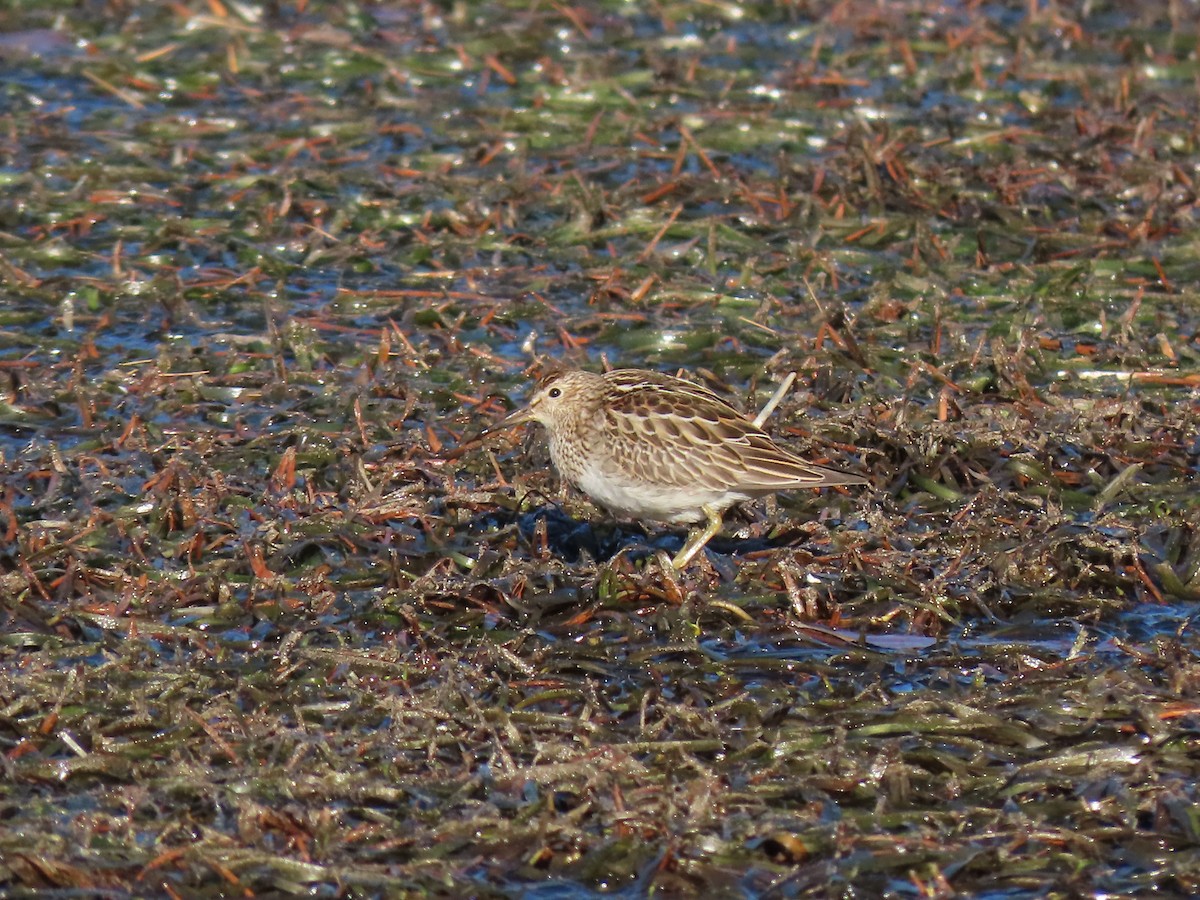 jespák skvrnitý - ML643226964