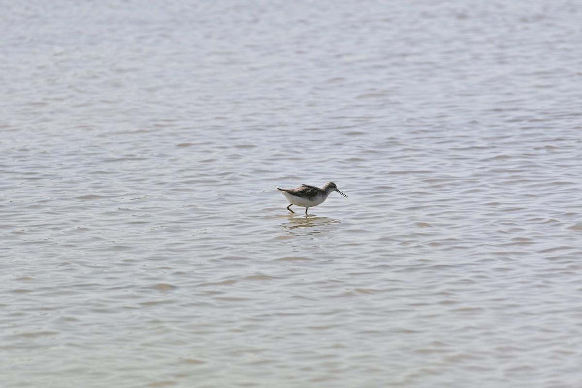 Marsh Sandpiper - ML643226965