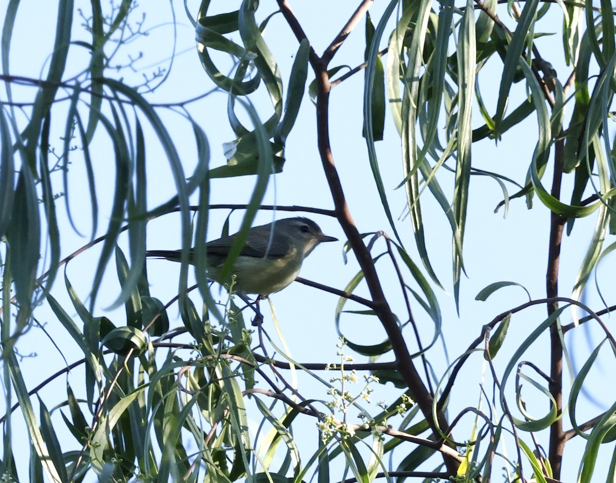 Warbling Vireo - ML643226970