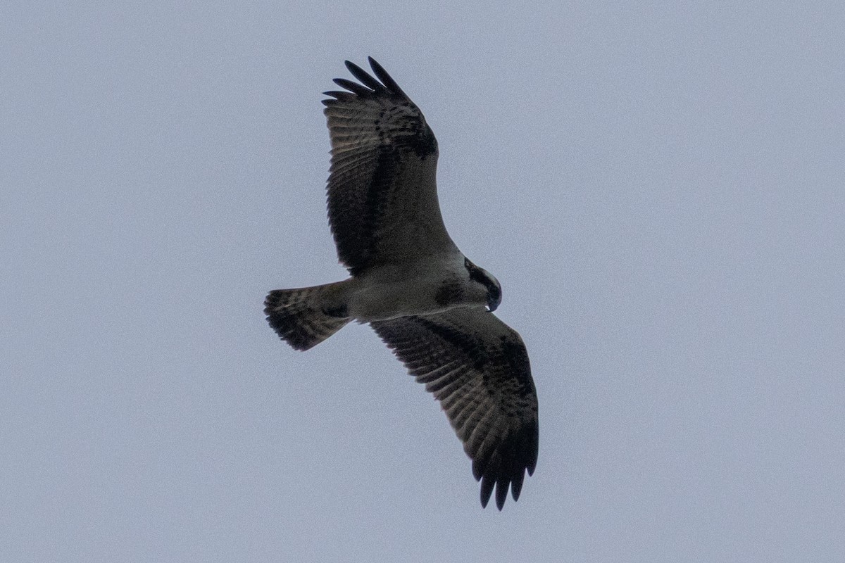 Osprey - ML643226971