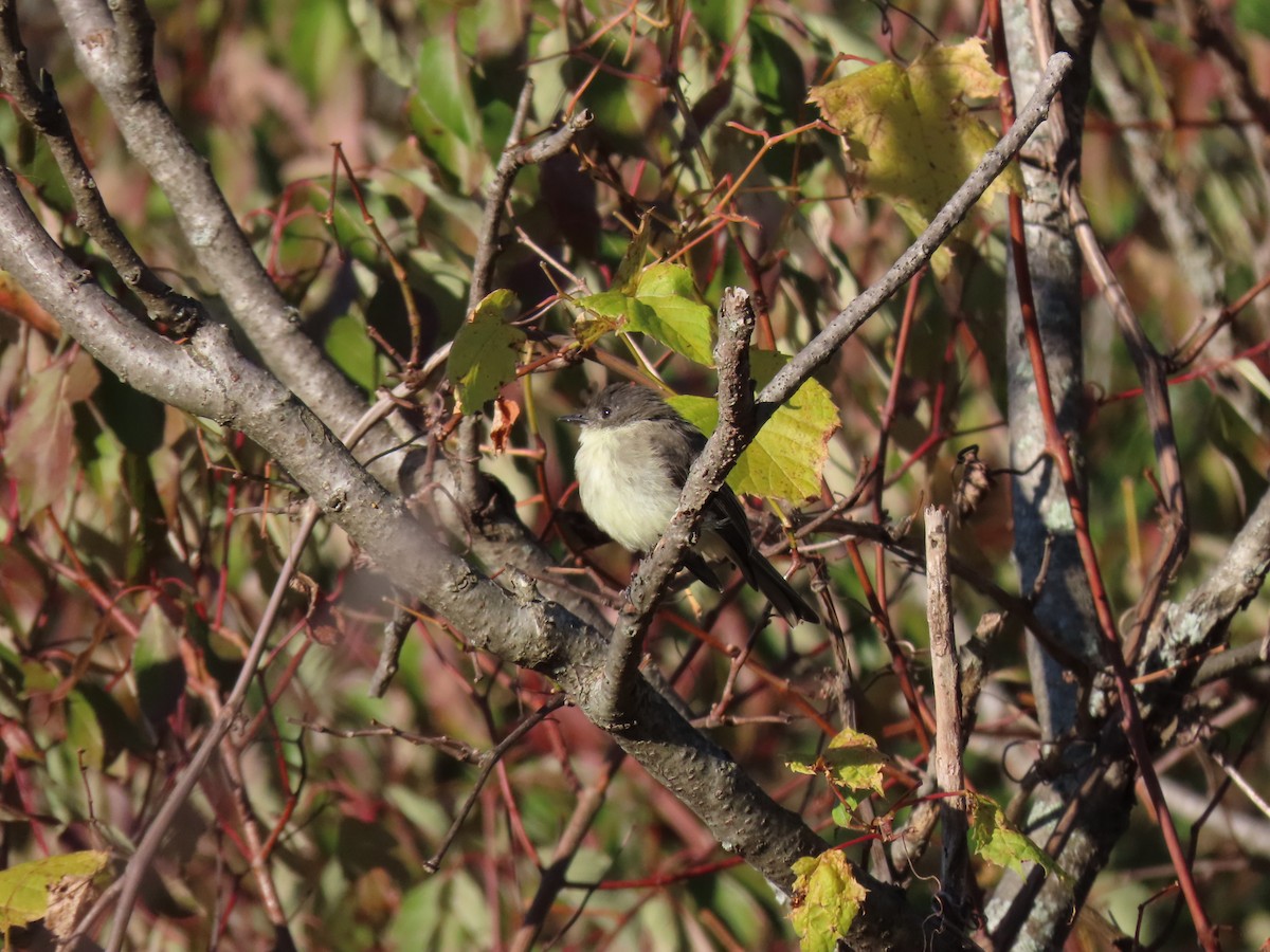 tyranovec domácí - ML643226972