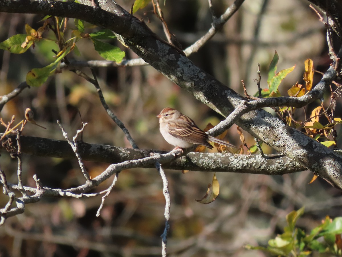 strnádka vrabcovitá - ML643226980