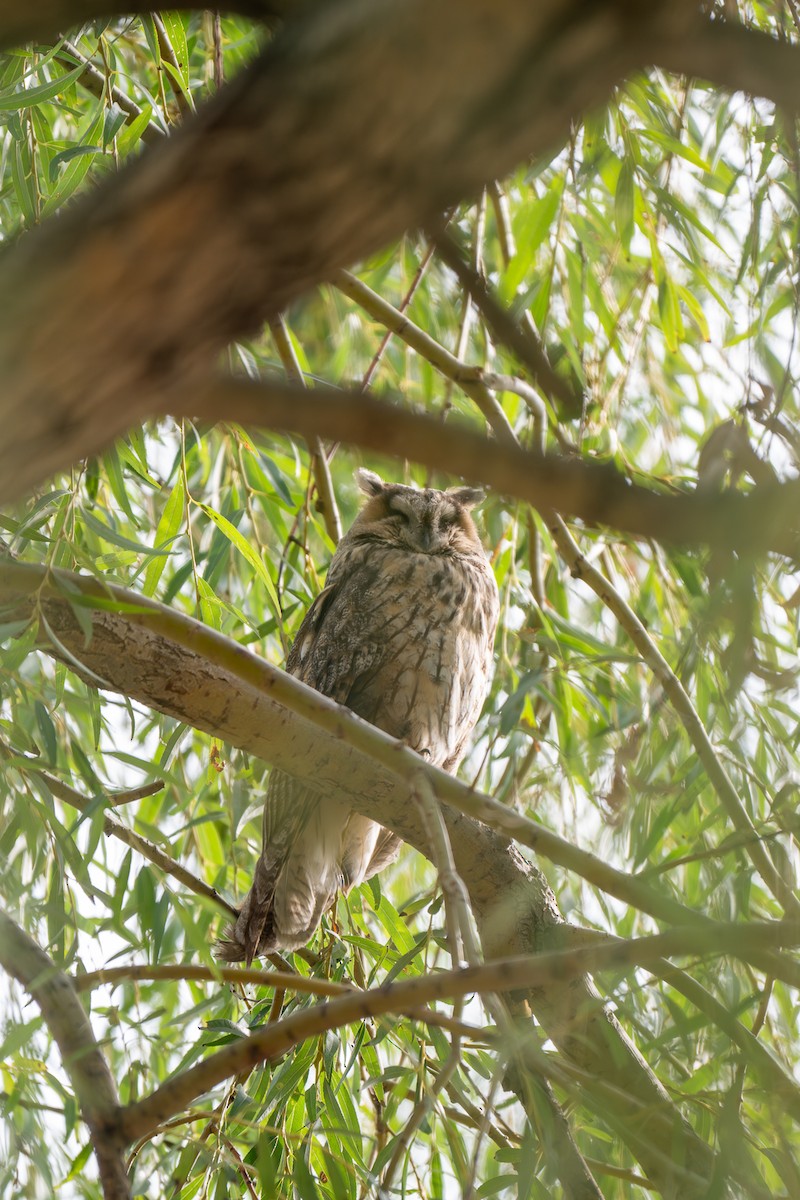 Long-eared Owl - ML643226981