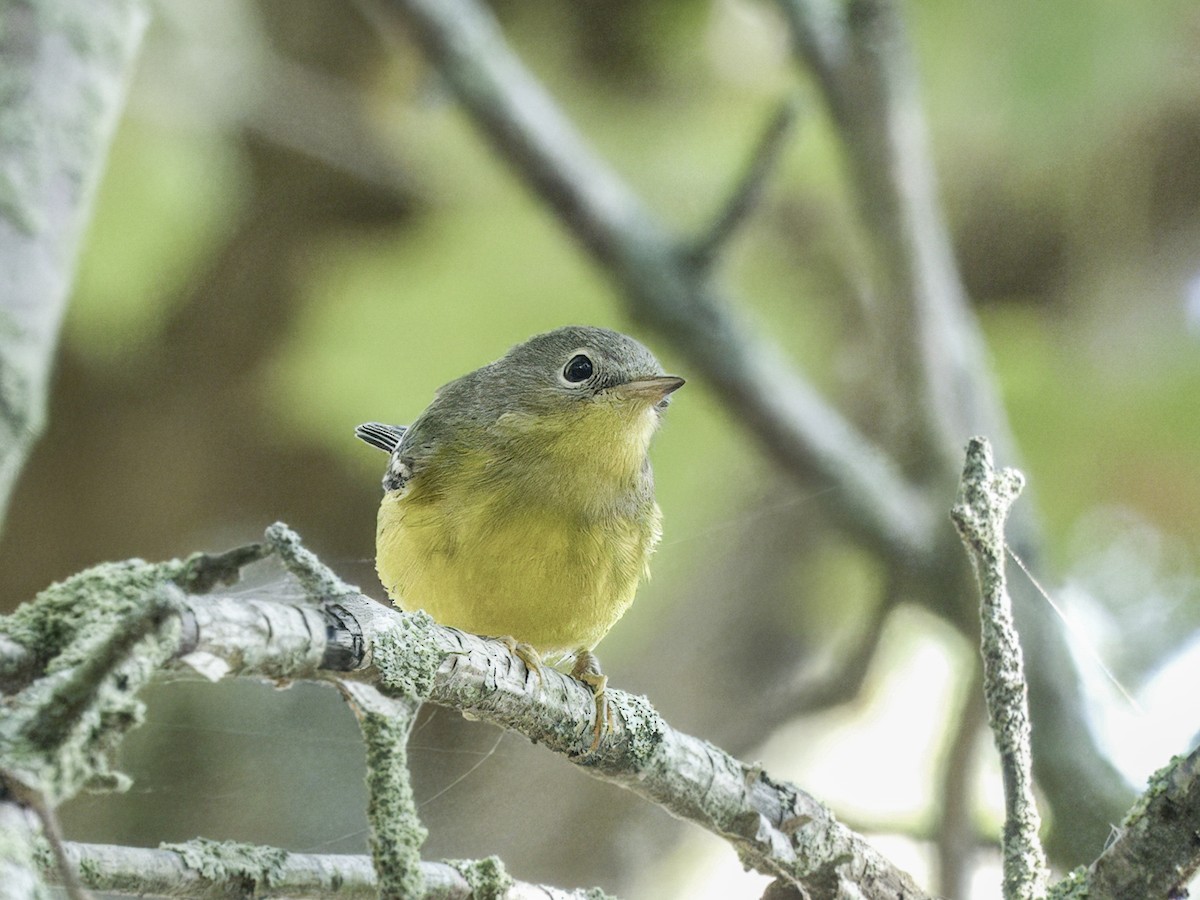 Magnolia Warbler - ML643226991