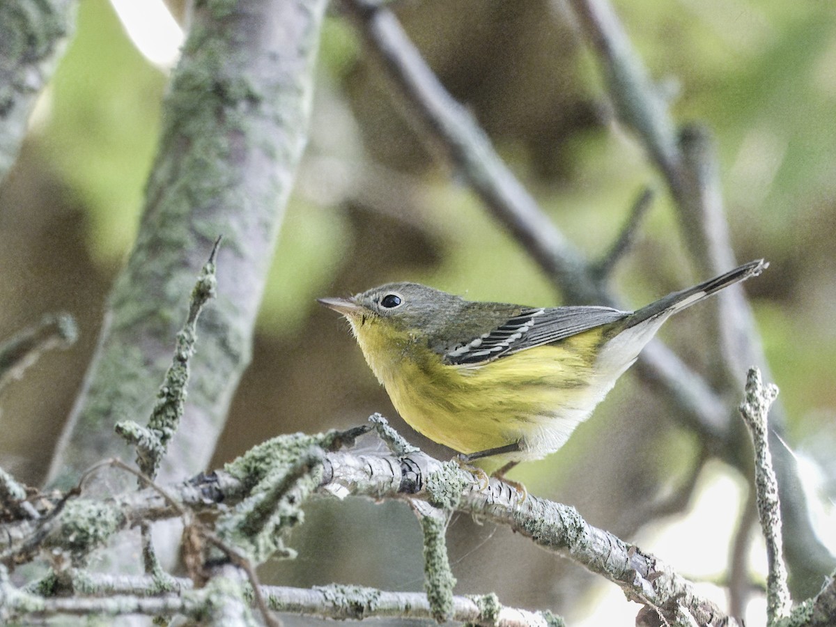 Magnolia Warbler - ML643226992