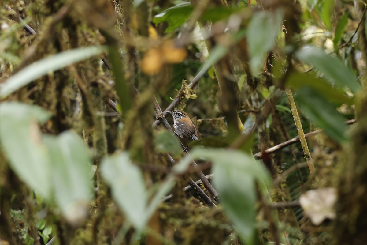 Bar-winged Wood-Wren - ML643227042