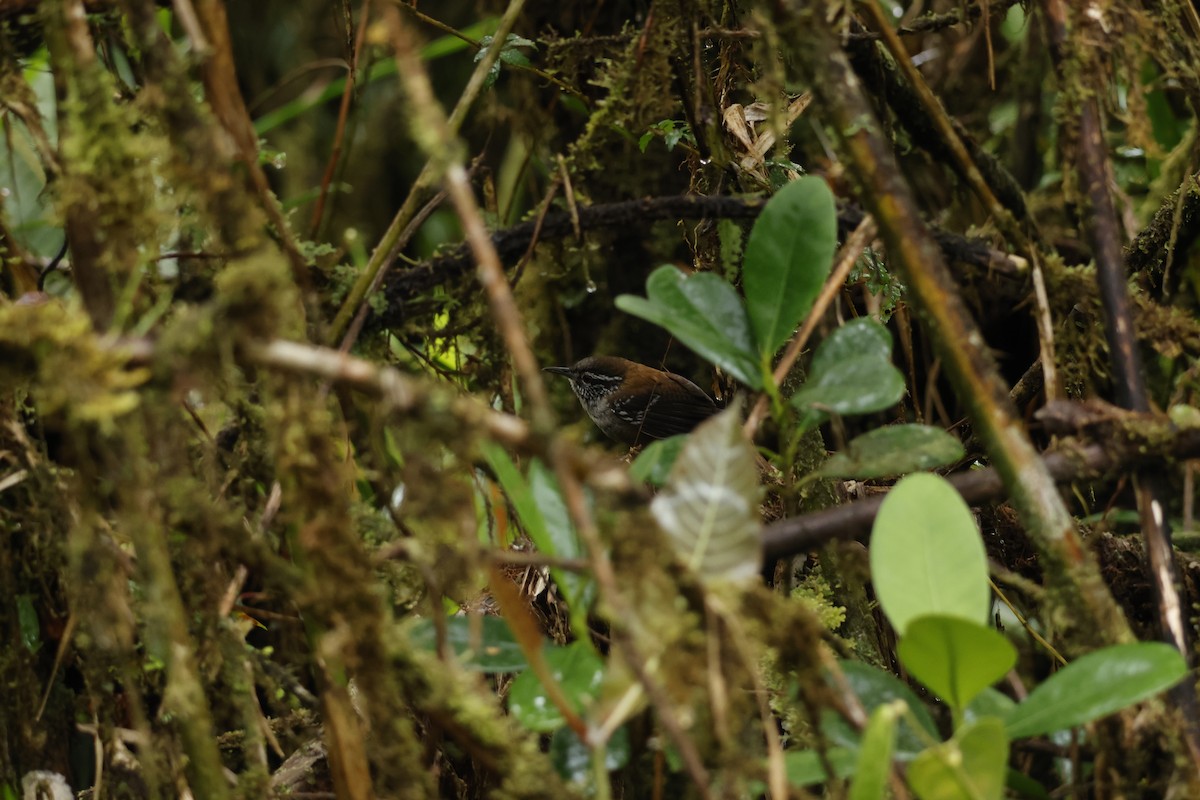 Bar-winged Wood-Wren - ML643227043