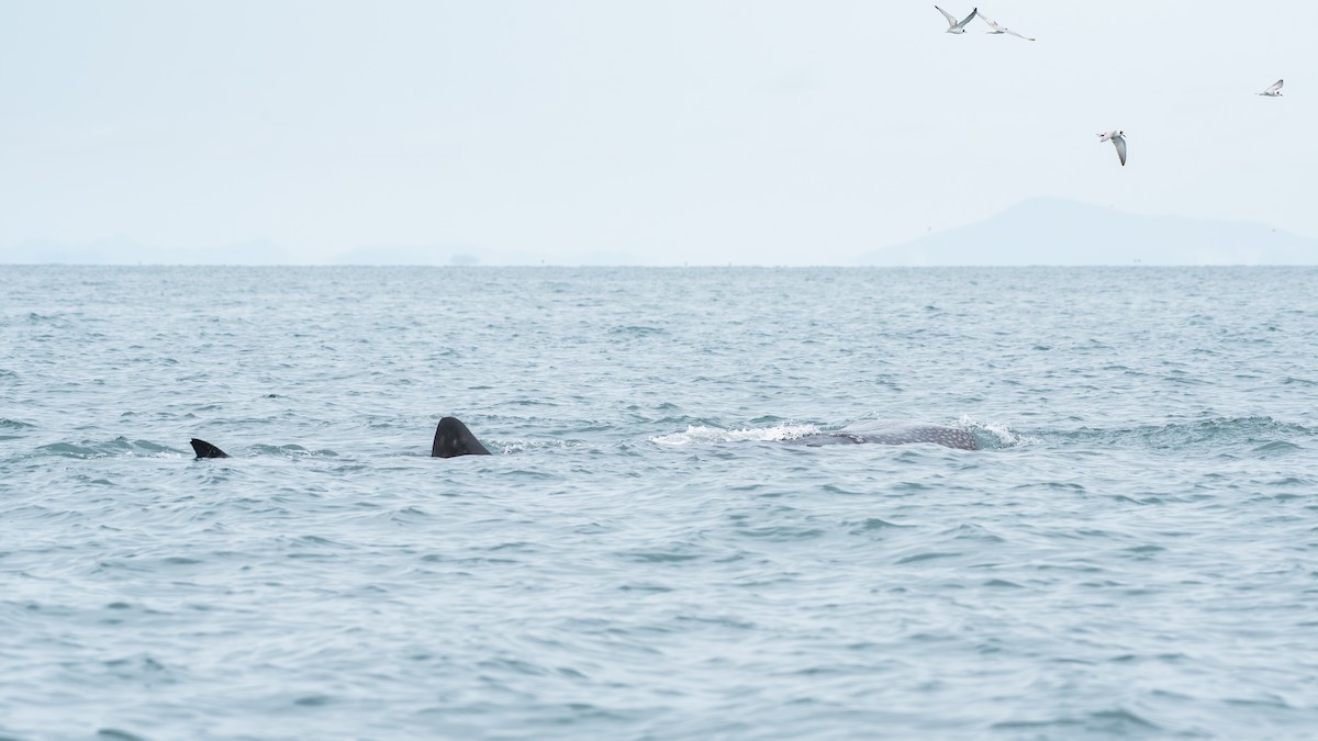 Whale Shark - ML643227048