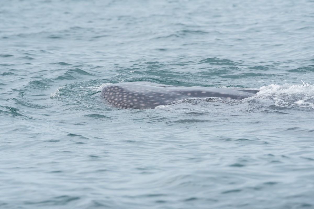 Whale Shark - ML643227051