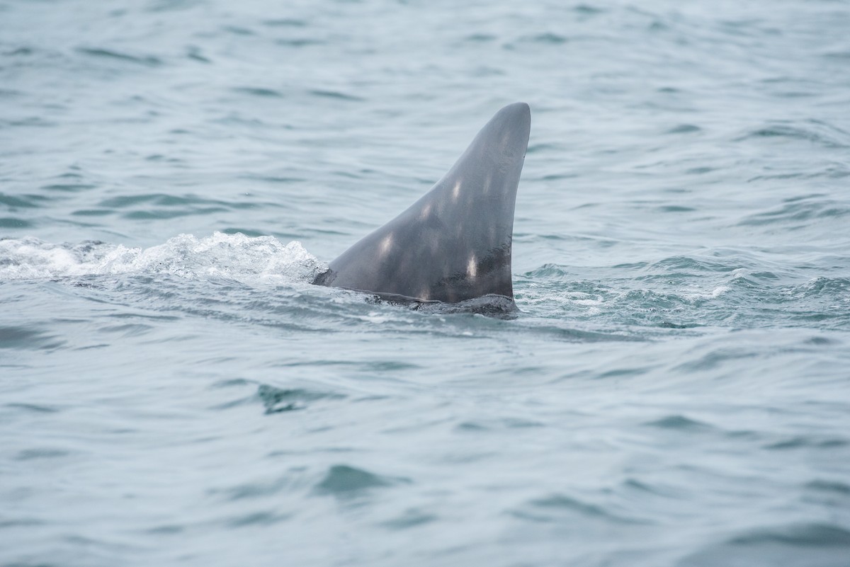 Whale Shark - ML643227052