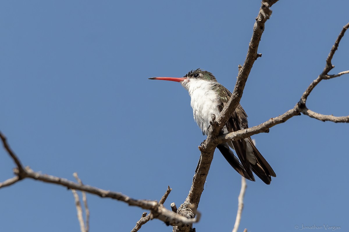 Green-fronted Hummingbird (Green-fronted) - ML643227055