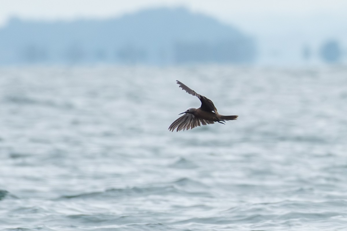 Lesser Noddy - ML643227071